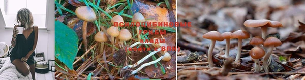 ПСИЛОЦИБИНОВЫЕ ГРИБЫ Балабаново